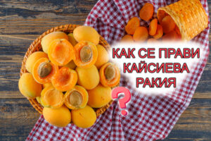 как се прави кайсиева ракия